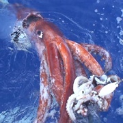 Giant Squid