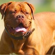 Dogue De Bordeaux