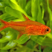 Ember Tetra