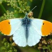 Orange Tip