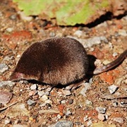 Eurasian Pygmy Shrew