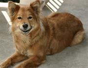 Finnish Spitz