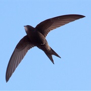 Common Swift