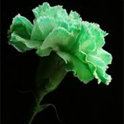 Green Carnation