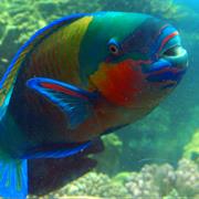 Parrotfish