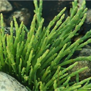 Salicornia