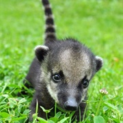 Coati Mundi