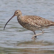 Eurasian Curlew