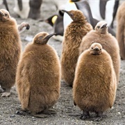 King Penguin Babies