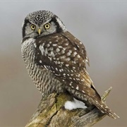 Northern Hawk-Owl