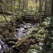 Hemlocks Natural Area