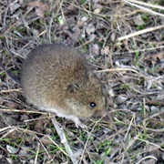 San Esteban Island Mouse