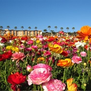 Carlsbad Flower Fields, California