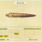 Moray Eel