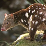 Quoll