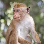 Toque Macaque