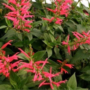 Pineapple Sage (Salvia Elegans)