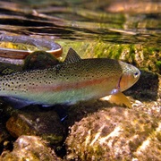 Golden Trout