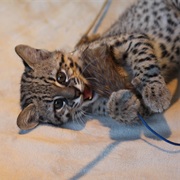 Geoffroy&#39;s Cat