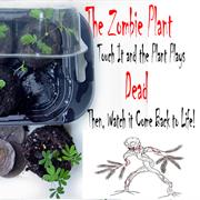 Zombie Plant Grow Kit