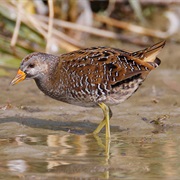 Spotted Crake