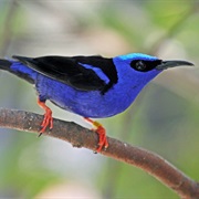 Red-Legged Honeycreeper