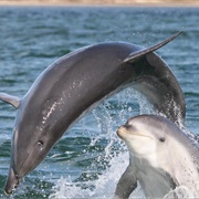 Burrunan Dolphin