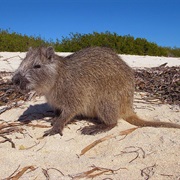 Garrido&#39;s Hutia (Possibly Extinct)