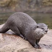 Eurasian Otter