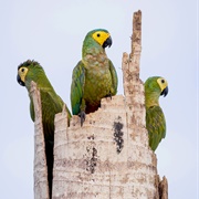 Red-Bellied Macaw (Orthopsittaca Manilatus)