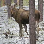 Muddus National Park, Sweden