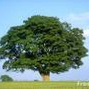 Sycamore Tree