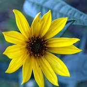 Maximilian Sunflower (Helianthus Maximiliani)