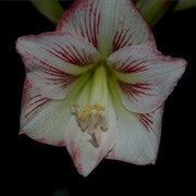 Amaryllis