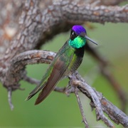 Magnificent Hummingbird