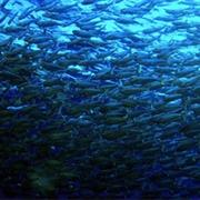 Big Brother, Red Sea, Egypt