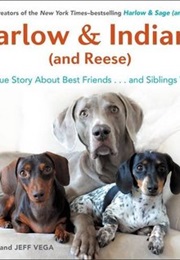 Harlow &amp; Indiana (And Reese): A True Story About Best Friends...And Siblings Too! (Brittni Vega)