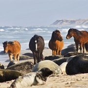 Sable Island Horse