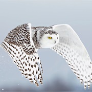 Snowy Owl