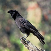 Hawaiian Crow