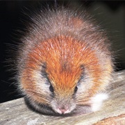 Red-Crested Tree Rat