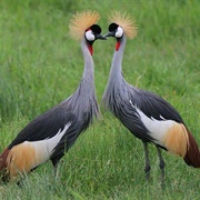 Crested Crane