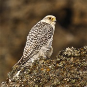 Gyrfalcon (Iceland)