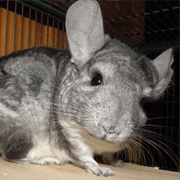 Chinchilla