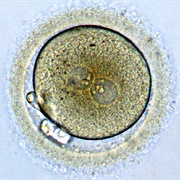 Zygote