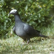 White-Crowned Pigeon