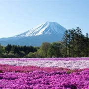 Fuji Shibazakura Festival, Japan