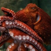 Giant Pacific Octopus