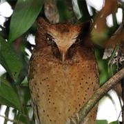 Serindib Scops Owl