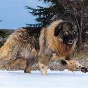 Caucasian Shepherd Dog